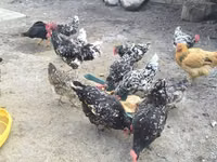 Chickens — photo 4