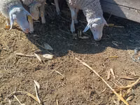 Ram, Assaf sheep — photo 3