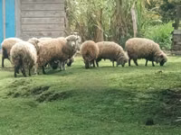 Schaf, Hampshire sheep — Foto 5