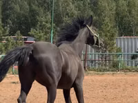 公马, Trakehner — 照片 1
