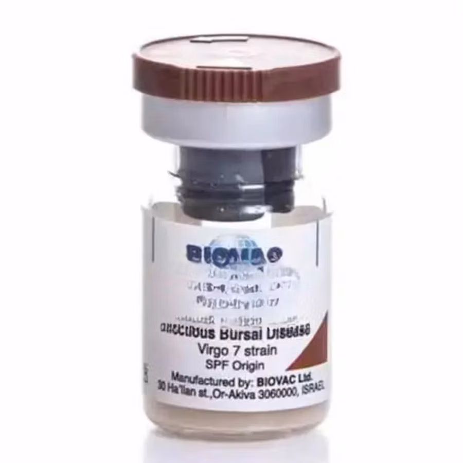 Infectious Bursal Disease Ibd Gumboro (Wholesale)