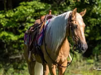 घोड़ा, Palomino — फ़ोटो 5