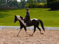 Hengst, Friesian — Foto 4