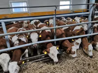 Rinder (Partie, Geschlecht nicht angegeben), Belgische Blauwe — Foto 1