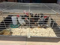 डच बैंटम — फ़ोटो 3