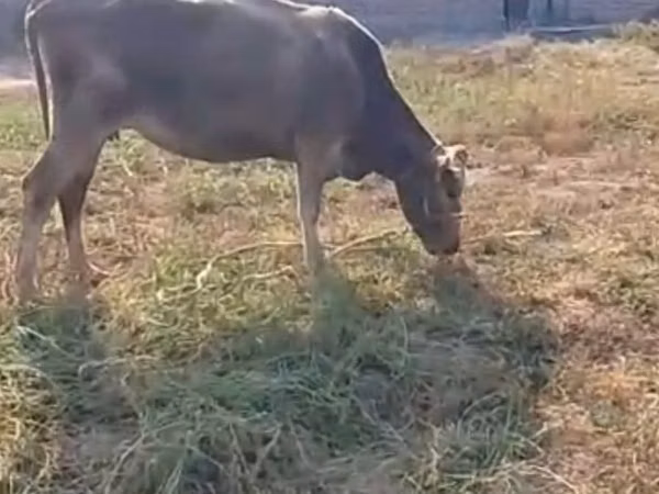 Cow, Latvian Blue cattle