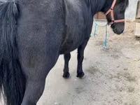 Yegua, Caballos — foto 4