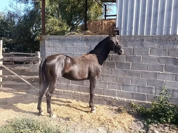 Horse (M), Friesian sport horse