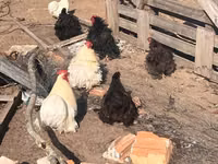 Pekin Bantam — photo 2