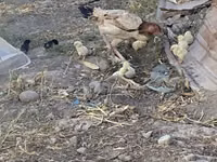 Chickens — foto 3