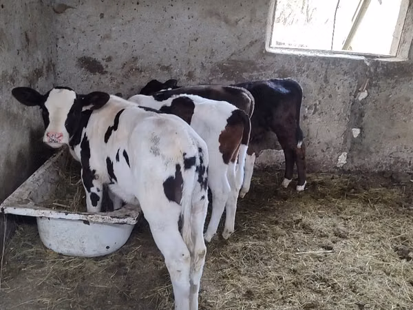 Kuh, Russian Black pied cattle