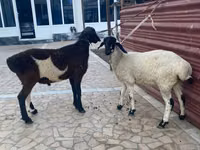Sheep (batch, sex not specified), Sheep — photo 3