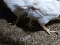 Chickens — foto 4