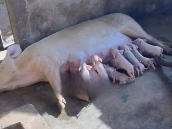 Pigs (batch, sex not specified), 