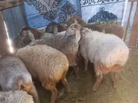 Cabra, Cabras — foto 4