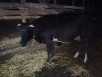 Cow, Wild yak — photo 1