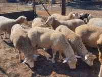Carnero, Ile-de-France sheep — foto 1