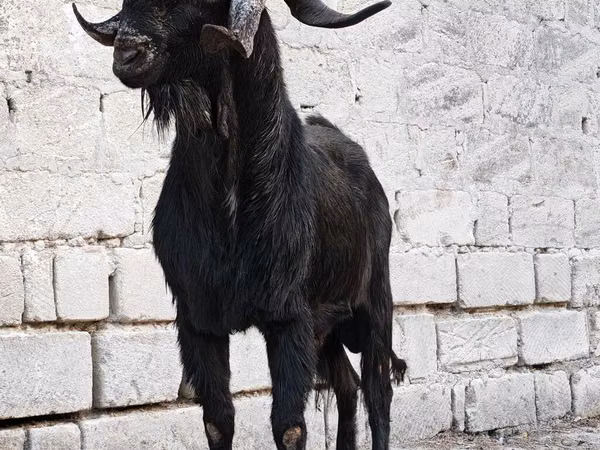 बकरा, Anatolian Black goats