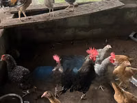 शामो चिकन्स — फ़ोटो 7