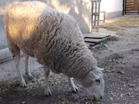 Sheep, Sheep — photo 3