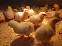 Chickens — Foto 3