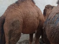 ऊँट, Kazakh Bactrian camel — फ़ोटो 3