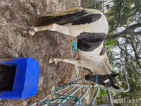 حصان, American paint horse — الصورة 8