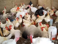 Turkeys — photo 4