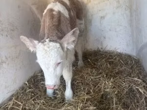 ثور, Simmental cattle
