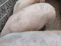 Schweine (Partie, Geschlecht nicht angegeben) — Foto 4