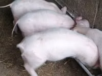Säue, Schweine — Foto 2