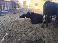 Bulle, Russian Black pied cattle — Foto 7