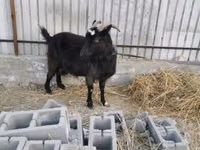 बकरी, Czech Brown Shorthaired goats — फ़ोटो 1