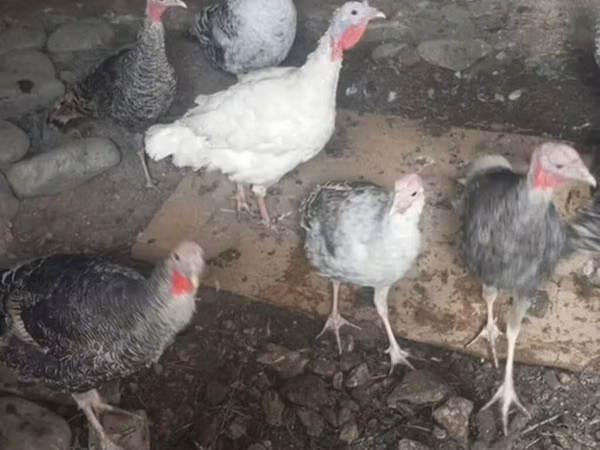 Blanca de pechuga ancha