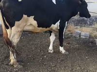गाय, Russian Black pied cattle — फ़ोटो 7