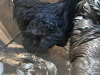 Australorp — foto 1