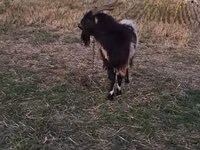 Billy Goat, Goats — photo 2