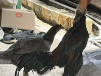 Chickens — Foto 2