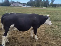 母牛, Holstein breed — 照片 7