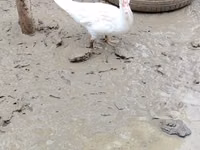 Ducks — फ़ोटो 3