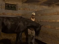 Caballo, Russian warmblood — foto 4