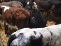 公牛, Limousin cow — 照片 1