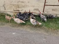 Turkeys — 照片 2