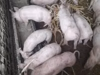 Pigs (batch, sex not specified) — photo 1