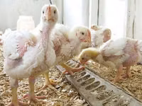 Chickens — foto 5