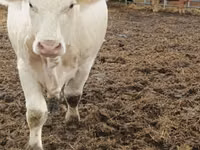 بقرة, Charolais cattle — الصورة 2