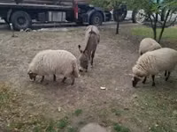 母羊, Racka sheep — 照片 1