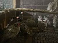 Bobwhite — photo 2