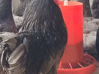 阿德勒银 — 照片 4