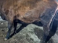 Vaca, Russian Black pied cattle — foto 5